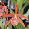 Cattleya Golden Glory 'Apollo' SM/TOGA (Bc.)