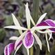 Catleya Clear Stars 'Burst Crack Lip' (Bc.)