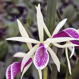 Catleya Clear Stars 'Burst Crack Lip' (Bc.)