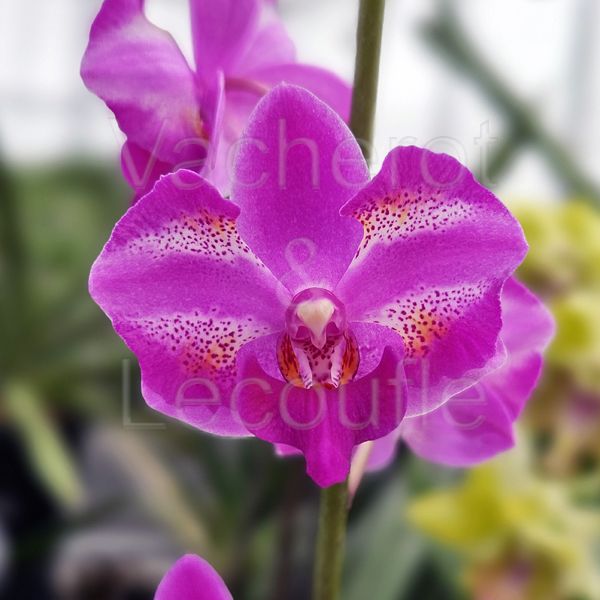 Phalaenopsis Purple Gem 'Miki Leopard'