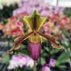 Paphiopedilum x herrmannii
