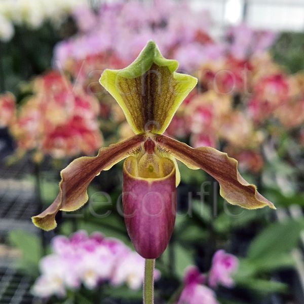 Paphiopedilum x herrmannii