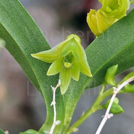 Dendrobium kanburiense