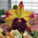 Cattleya Toshi Aoki 'Starburst' AM/AOS (Rlc.)