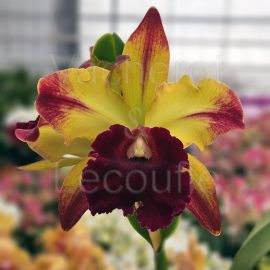 Cattleya Toshi Aoki 'Starburst' AM/AOS (Rlc.)
