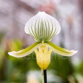 Paphiopedilum (Maudiae 'Bankhaus' x Onyx)