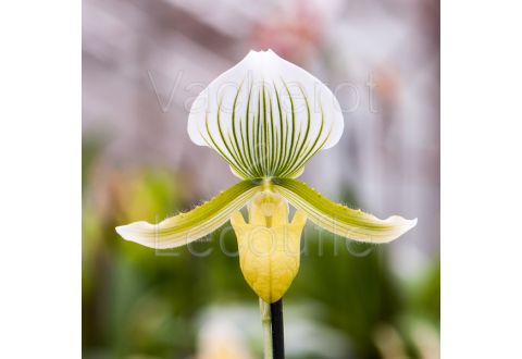 Paphiopedilum (Maudiae 'Bankhaus' x Onyx)