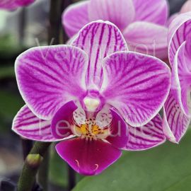 Phalaenopsis MINI Vienne