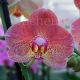 Phalaenopsis Raoul
