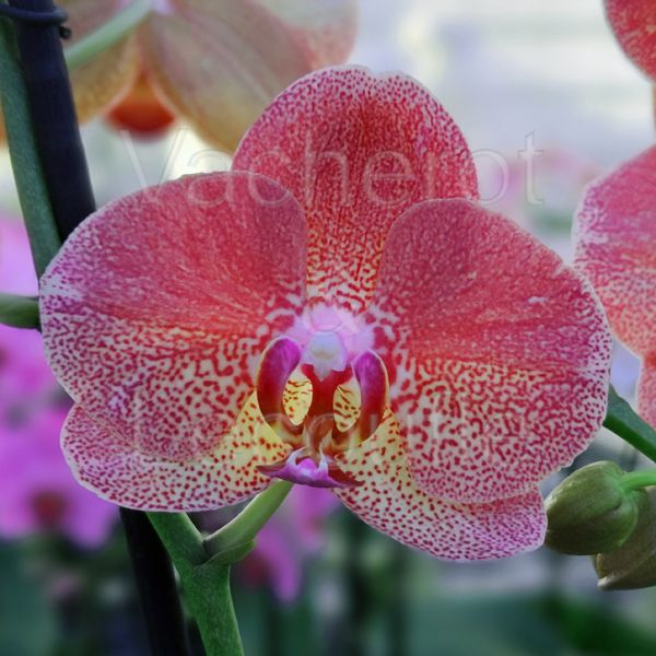 Phalaenopsis Raoul