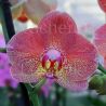Phalaenopsis Raoul