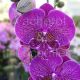 Phalaenopsis Big Lip 'Electric Feligree'