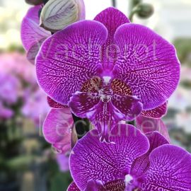 Phalaenopsis Big Lip 'Electric Feligree'