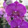 Phalaenopsis Big Lip 'Electric Feligree'