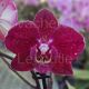 Phalaenopsis Deborah Rouge