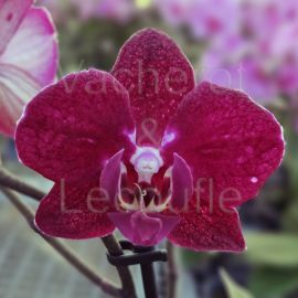 Phalaenopsis Deborah Rouge