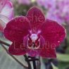 Phalaenopsis Deborah Rouge
