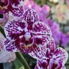 Phalaenopsis Little Harlequin Zebra