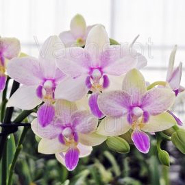 Phalaenopsis Dazzling Blossom Bliss