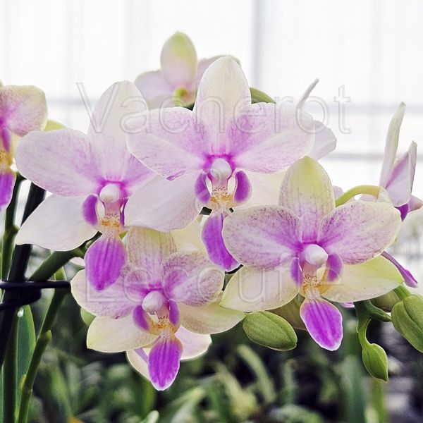 Phalaenopsis Dazzling Blossom Bliss