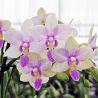 Phalaenopsis Dazzling Blossom Bliss