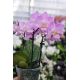 Phalaenopsis MINI Lisa