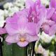 Phalaenopsis MINI Lisa