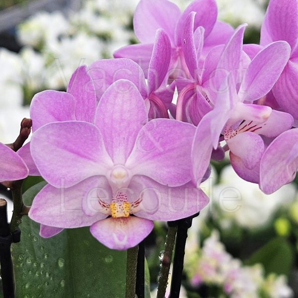 Phalaenopsis MINI Lisa