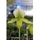 Paphiopedilum (Maudiae 'Bankhaus' x Onyx)