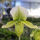 Paphiopedilum (Maudiae 'Bankhaus' x Onyx)