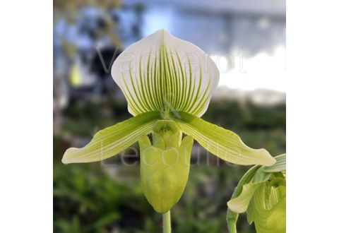 Paphiopedilum (Maudiae 'Bankhaus' x Onyx)
