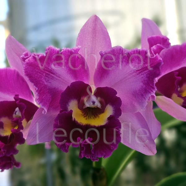 Cattleya Hsinying Rouge 'C.H.6' (Rlc.)