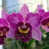 Cattleya Hsinying Rouge 'C.H.6' (Rlc.)