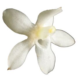 Aerangis mystacidii