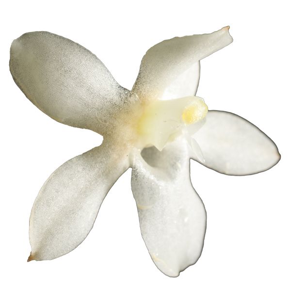 Aerangis mystacidii