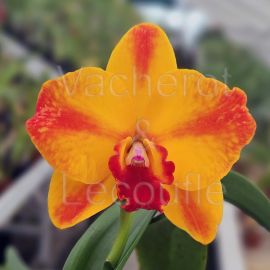 Cattleya Ayrton Senna 'Estoril' (Slc.)