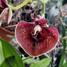 Catasetum Orchidglade 'Jack of Diamonds' AM/AOS