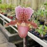 Paphiopedilum Dolls' Kobold 1ere floraison