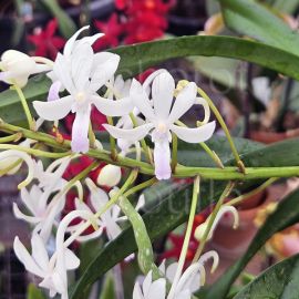 Vandachostylis Lou Sneary 'Pink'