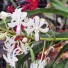 Vandachostylis Lou Sneary 'Pink'