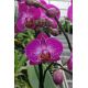 Phalaenopsis Roma