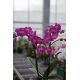 Phalaenopsis Roma