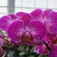 Phalaenopsis Roma