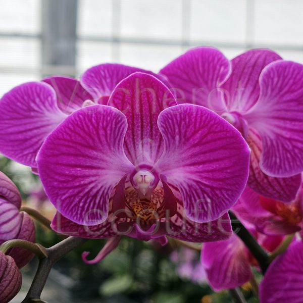 Phalaenopsis Roma