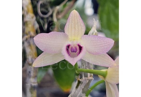 Dendrobium parishii var. coerulea