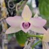Dendrobium parishii var. coerulea