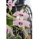 Dendrobium parishii var. coerulea