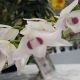 Dendrobium parishii var. semi-alba