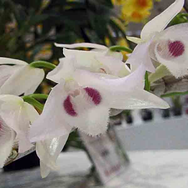 Dendrobium parishii var. semi-alba