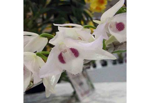 Dendrobium parishii var. semi-alba